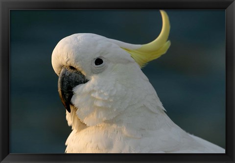 Framed Cockatoo, Sydney Harbor, Australia Print