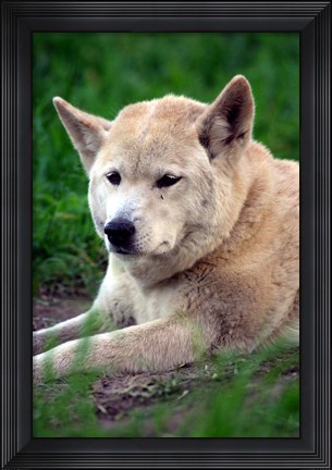 Framed Dingo, Australia Print