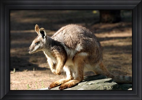 Framed Kangaroo, Taronga Zoo, Sydney, Australia Print