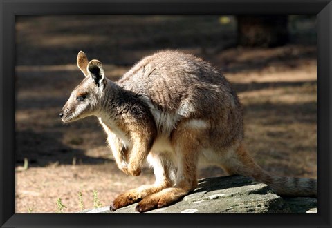 Framed Kangaroo, Taronga Zoo, Sydney, Australia Print