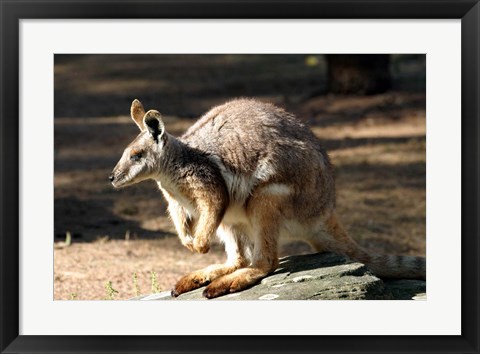 Framed Kangaroo, Taronga Zoo, Sydney, Australia Print