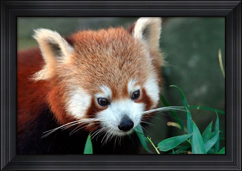Framed Red Panda, Taronga Zoo, Sydney, Australia Print