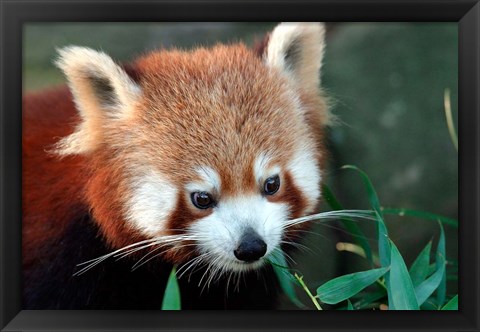 Framed Red Panda, Taronga Zoo, Sydney, Australia Print
