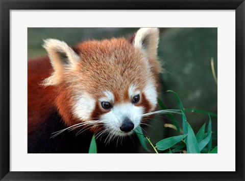 Framed Red Panda, Taronga Zoo, Sydney, Australia Print