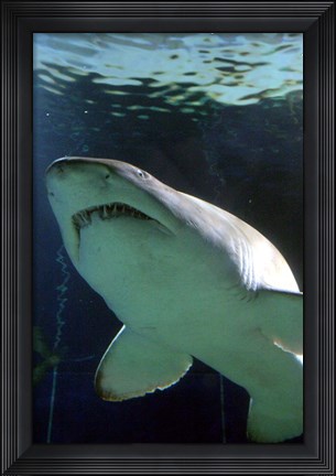 Framed Shark at Manly Aquarium, Sydney, Australia Print