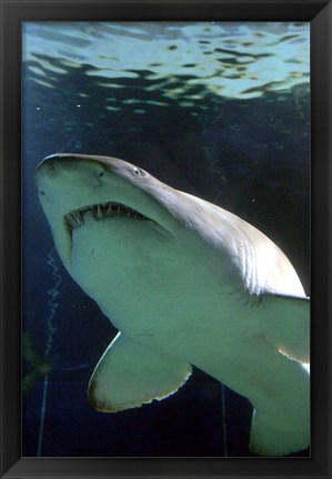 Framed Shark at Manly Aquarium, Sydney, Australia Print