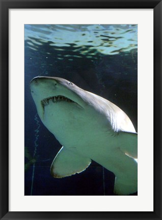 Framed Shark at Manly Aquarium, Sydney, Australia Print