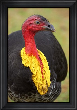 Framed Australian Brush-Turkey, Australia Print