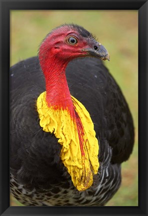 Framed Australian Brush-Turkey, Australia Print