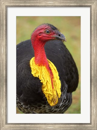 Framed Australian Brush-Turkey, Australia Print