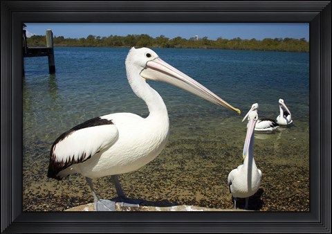 Framed Australian Pelican, Australia Print