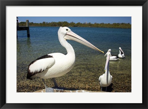 Framed Australian Pelican, Australia Print