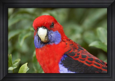 Framed Crimson Rosellas, O&#39;Reilly&#39;s Rainforest, Lamington National Park, Queensland, Australia Print