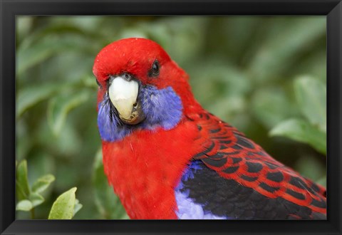 Framed Crimson Rosellas, O&#39;Reilly&#39;s Rainforest, Lamington National Park, Queensland, Australia Print