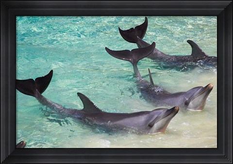 Framed Dolphins, Sea World, Gold Coast, Queensland, Australia Print