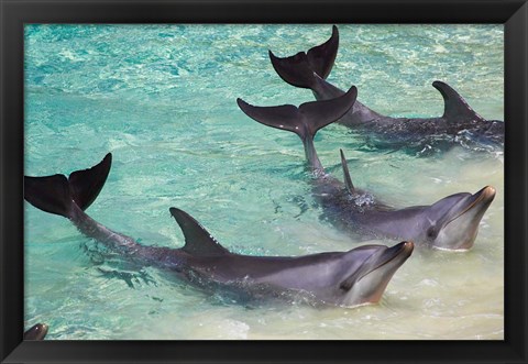 Framed Dolphins, Sea World, Gold Coast, Queensland, Australia Print