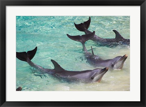 Framed Dolphins, Sea World, Gold Coast, Queensland, Australia Print