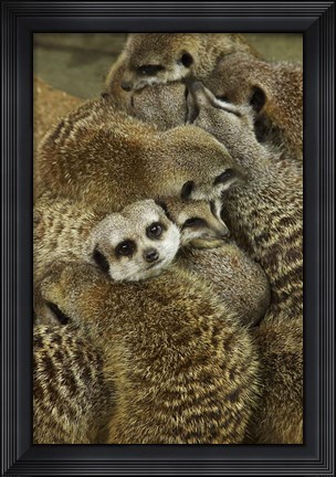 Framed Meerkat Protecting Young, Australia Print