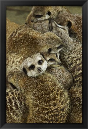 Framed Meerkat Protecting Young, Australia Print