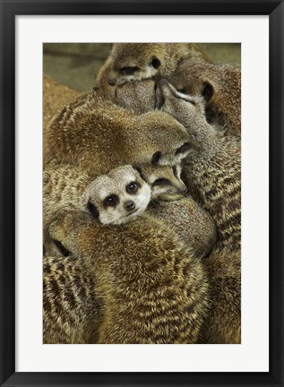 Framed Meerkat Protecting Young, Australia Print