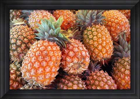 Framed Pineapples, Sunshine Coast, Queensland, Australia Print