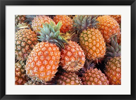 Framed Pineapples, Sunshine Coast, Queensland, Australia Print