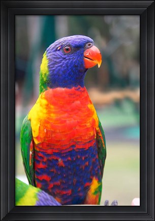 Framed Rainbow Lorikeet, Australia (side view) Print