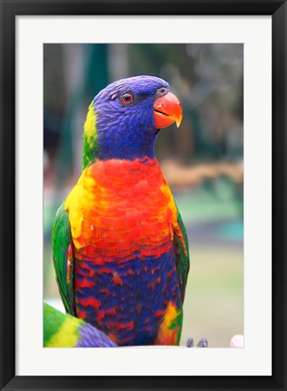 Framed Rainbow Lorikeet, Australia (side view) Print