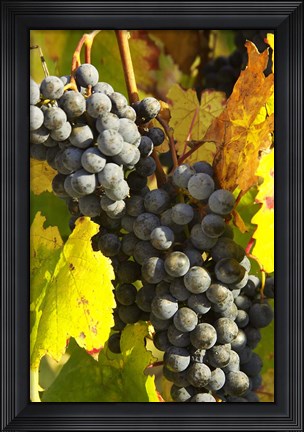 Framed Red Grapes, Boynton&#39;s of Bright Vineyard, near Bright, Victoria, Australia Print