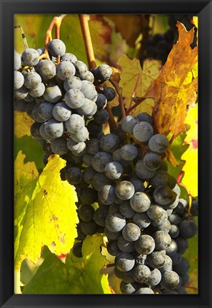 Framed Red Grapes, Boynton&#39;s of Bright Vineyard, near Bright, Victoria, Australia Print