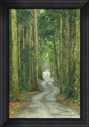 Framed Road through Rainforest, Lamington National Park, Gold Coast Hinterland, Queensland, Australia Print