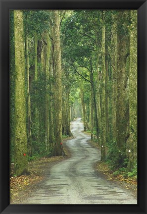 Framed Road through Rainforest, Lamington National Park, Gold Coast Hinterland, Queensland, Australia Print