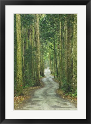 Framed Road through Rainforest, Lamington National Park, Gold Coast Hinterland, Queensland, Australia Print