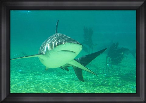 Framed Shark, Sea World, Gold Coast, Queensland, Australia Print