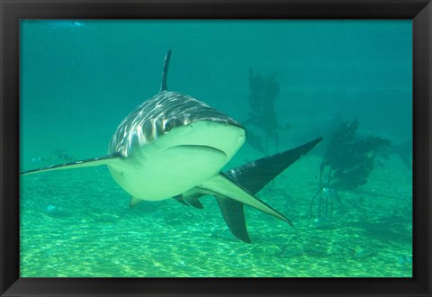 Framed Shark, Sea World, Gold Coast, Queensland, Australia Print