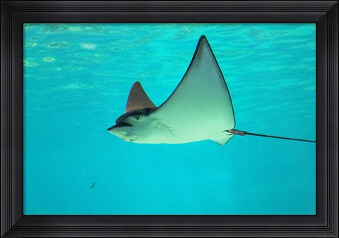 Framed Sting Ray, Sea World, Gold Coast, Queensland, Australia Print