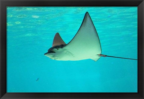 Framed Sting Ray, Sea World, Gold Coast, Queensland, Australia Print