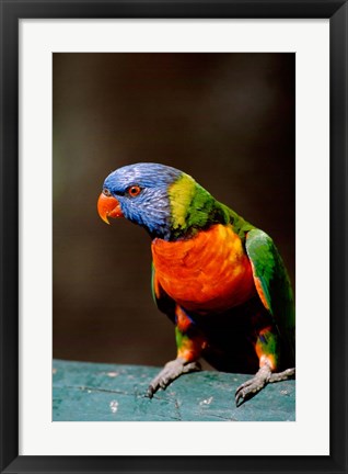 Framed Australia, Queensland, Rainbow lorikeet bird Print