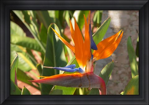 Framed Bird-of-Paradise Flower, Sunshine Coast, Queensland, Australia Print