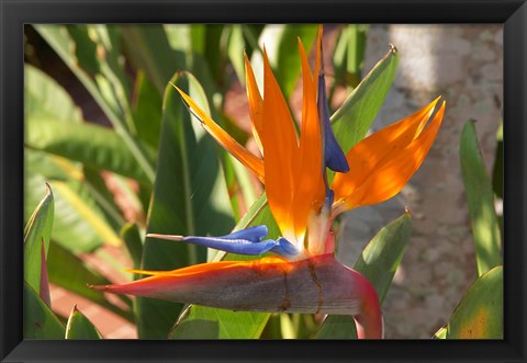 Framed Bird-of-Paradise Flower, Sunshine Coast, Queensland, Australia Print