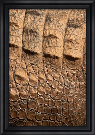Framed Detail of Crocodile Skin, Australia Print