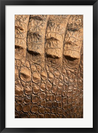 Framed Detail of Crocodile Skin, Australia Print