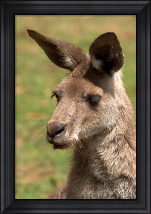 Framed Grey Kangaroo, Australia Print