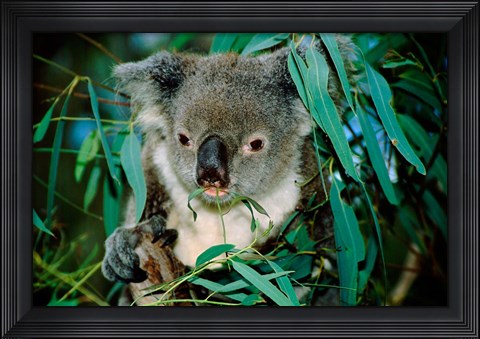 Framed Koala Eating, Rockhampton, Queensland, Australia Print