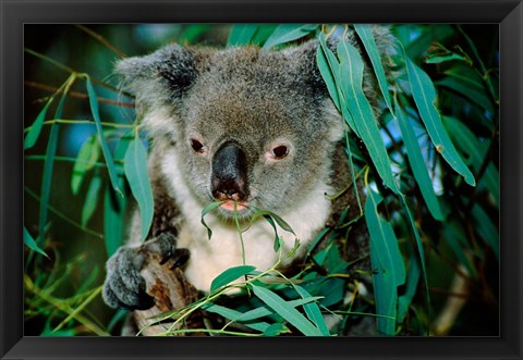 Framed Koala Eating, Rockhampton, Queensland, Australia Print