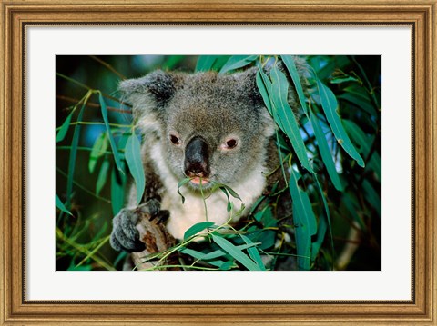 Framed Koala Eating, Rockhampton, Queensland, Australia Print