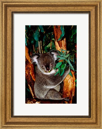 Framed Koala on Eucalyptus, Featherdale Wildlife Park, Sydney, Australia Print