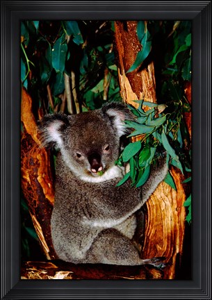 Framed Koala on Eucalyptus, Featherdale Wildlife Park, Sydney, Australia Print