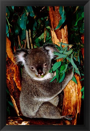 Framed Koala on Eucalyptus, Featherdale Wildlife Park, Sydney, Australia Print