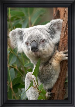 Framed Koala, Australia Print